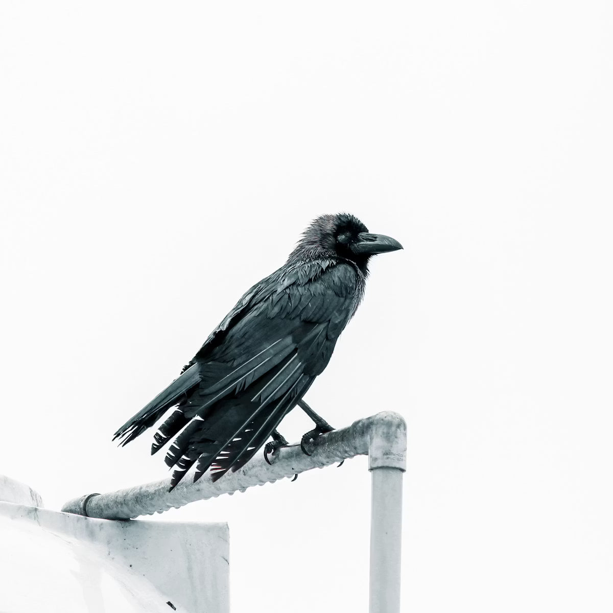 Corvus corax · Cuervo común